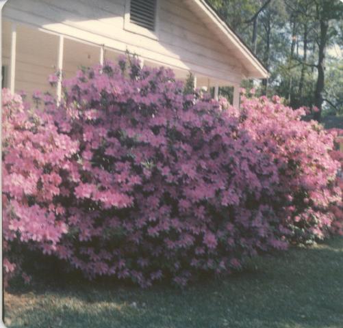 Azaleas